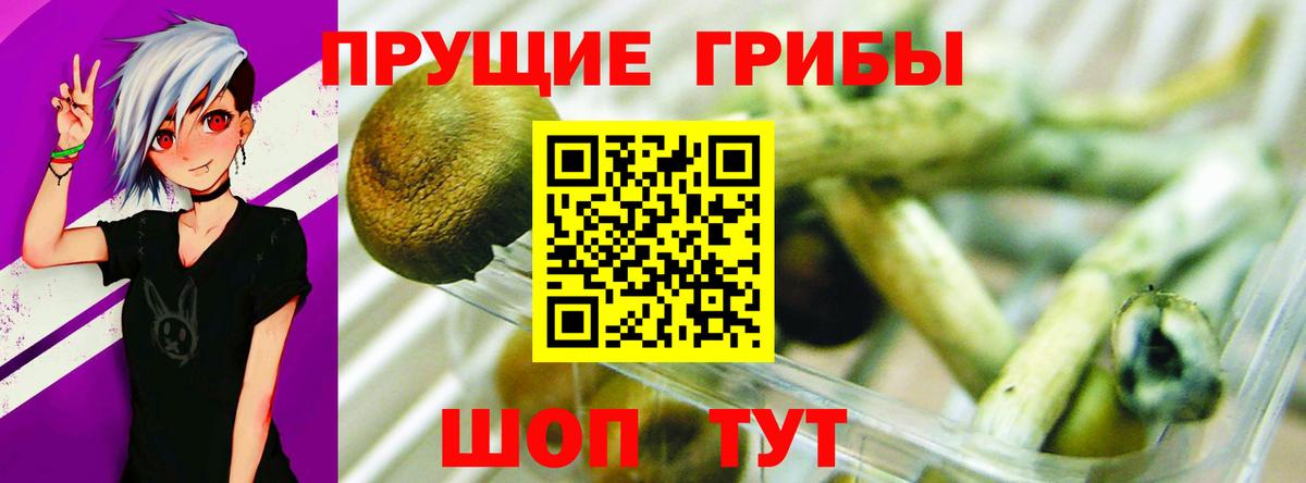 Галлюциногенные грибы Psilocybine cubensis  Урай 